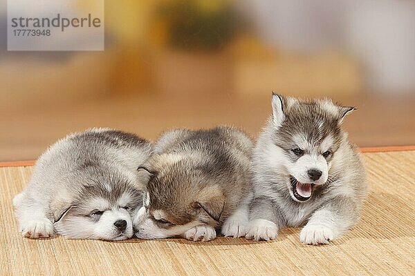 Alaskan Malamutes  Welpen  6 Wochen