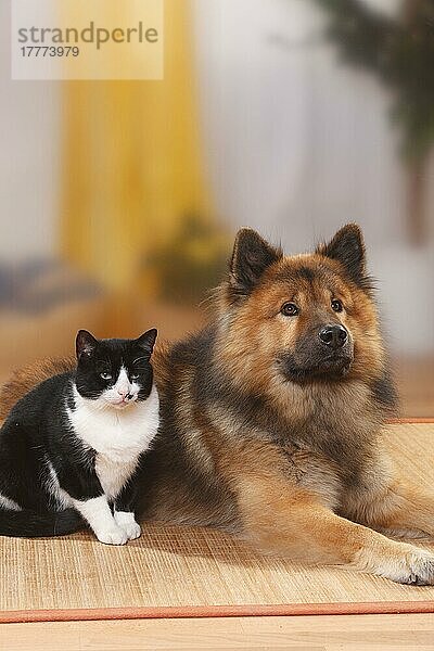 Eurasier  Rude  und Hauskatze  Kater