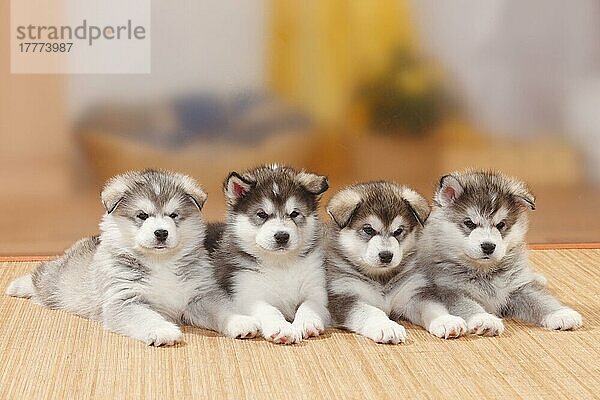 Alaskan Malamutes  Welpen  6 Wochen