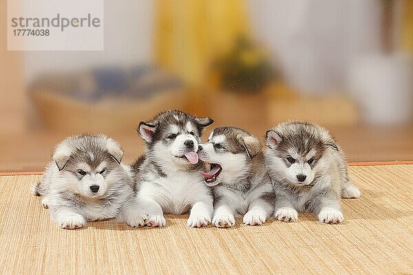 Alaskan Malamutes  Welpen  6 Wochen