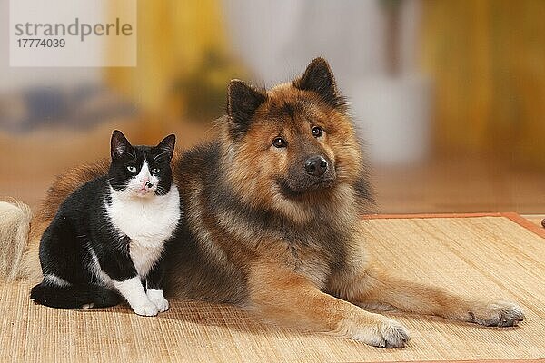 Eurasier  Rude  und Hauskatze  Kater