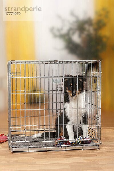 Sheltie  Welpe  4 1/2 Monate  in Zimmerkaefig  Shetland Sheepdog  Zimmerkäfig  Käfig  Kennel  Box