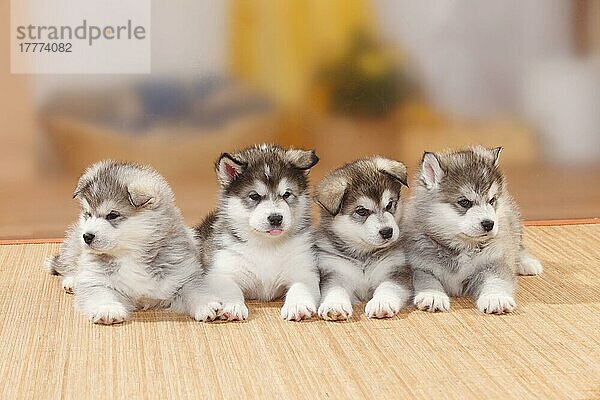 Alaskan Malamutes  Welpen  6 Wochen