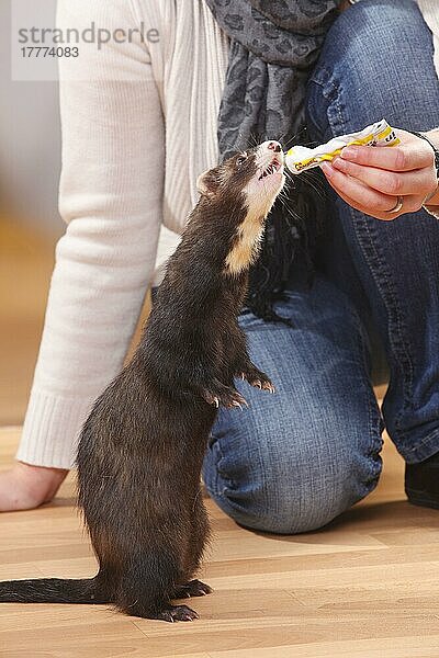 Frettchen (Mustela putorius forma domestica)  Vitaminpaste erhalten