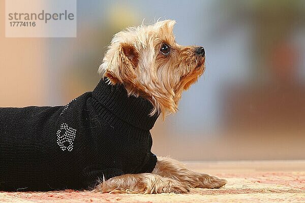 Yorkshire-Terrier mit Pullover  Mantel  Mäntelchen  Hundebekleidung  seitlich