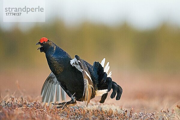 Birkhuhn (Tetrao tetrix)  erwachsenes Männchen  Ausstellung in Lek  Finnland  April  Europa