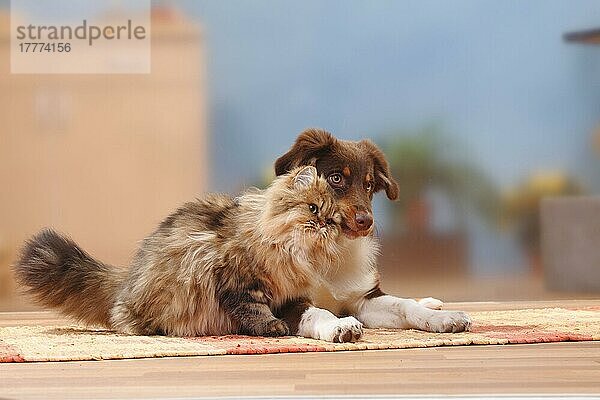 Australian Shepherd  red-tri  5 Monate  Junghund  und Britisch Langhaar  Britische Langhaarkatze  Highlander  Lowlander  Britanica  BLH