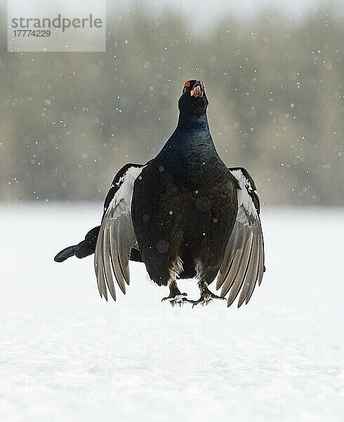 Birkhuhn (Tetrao tetrix)  erwachsenes Männchen  Lek im Schnee  Finnland  März  Europa