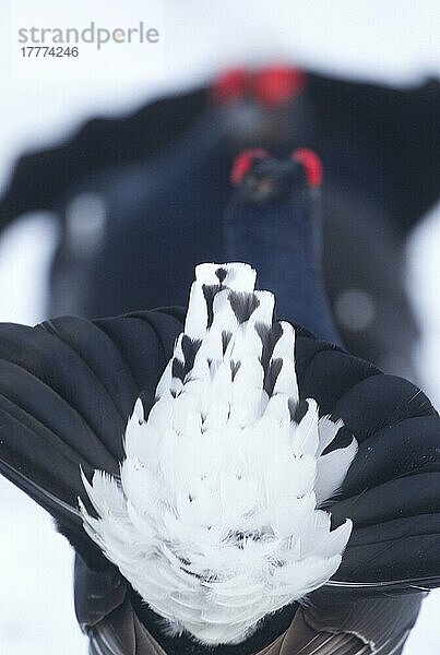 Birkhuhn (Tetrao tetrix)  erwachsene Männchen  Lek im Schnee  Schottland  Frühling