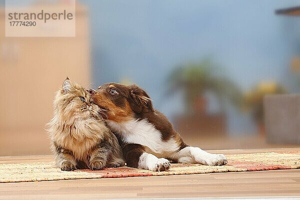 Australian Shepherd  red-tri  5 Monate  Junghund  und Britisch Langhaar  Britische Langhaarkatze  Highlander  Lowlander  Britanica  BLH  schmusen