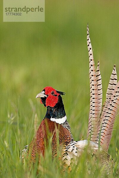 Gewöhnlicher Fasan (Phasianus colchicus)  erwachsenes Männchen  auf der Wiese stehend  Suffolk  England  Mai