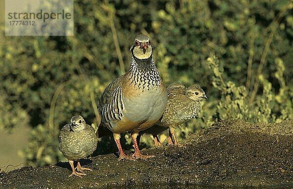 Rotfußhuhn (Alectoris rufa) Erwachsener mit Jungtieren am Trinkbecken