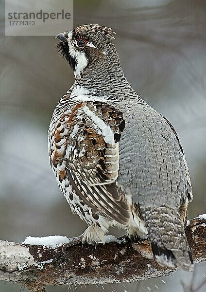 Haselhuhn (Bonasa bonasia) erwachsenes Männchen  stehend auf schneebedecktem Ast  Finnland  April  Europa