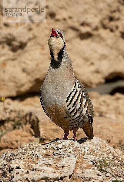 Chukar Rebhuhn (Alectoris chukar) erwachsenes Männchen  rufend  stehend auf Fels  Griechenland  April  Europa