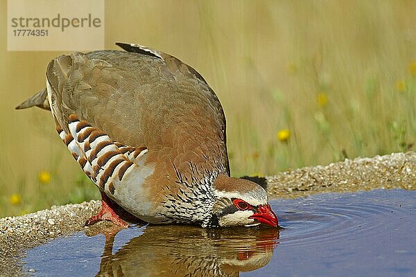 Rotfußhuhn (Alectoris rufa) erwachsen  trinkt aus dem Pool  Spanien  Juni  Europa