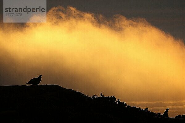 Schottisches Moorschneehuhn  Schottische Moorschneehühner (Lagopus lagopus scoticus)  Schneehuhn  Schneehühner  Hühnervoegel  Raufußhühner  Tiere  Vögel  Red Grouse two adults  Silhouette against sto