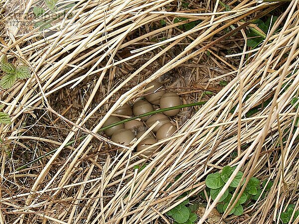 Jagdfasan  Jagdfasane (Phasianus colchicus)  Fasan  Hühnervoegel  Tiere  Vögel  Common Pheasant nest with eggs  Devon  England  Großbritannien  Europa