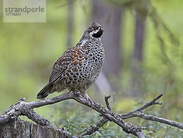 Haselhuhn (Bonasa bonasia) erwachsenes Männchen  stehend auf Ast  Finnland  Juni  Europa