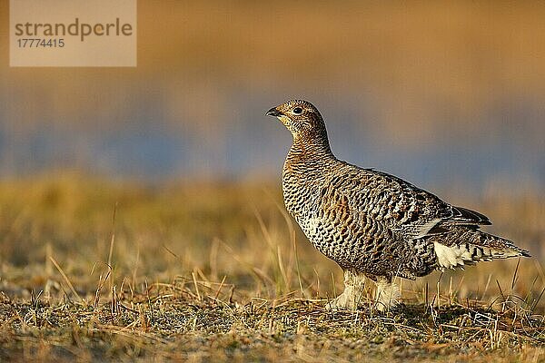 Birkhuhn (Tetrao tetrix)  erwachsenes Weibchen  stehend im Moor  Finnland  April  Europa