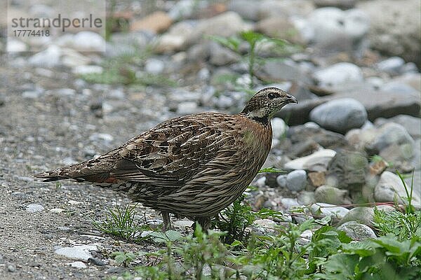 Gewöhnlicher Koklass (Pucrasia macrolopha)  erwachsenes Weibchen  auf Waldweg  Wanglang  Sichuan  China  Asien