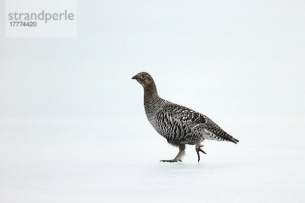 Birkhuhn (Tetrao tetrix)  erwachsenes Weibchen  auf Schnee laufend  Finnland  April  Europa