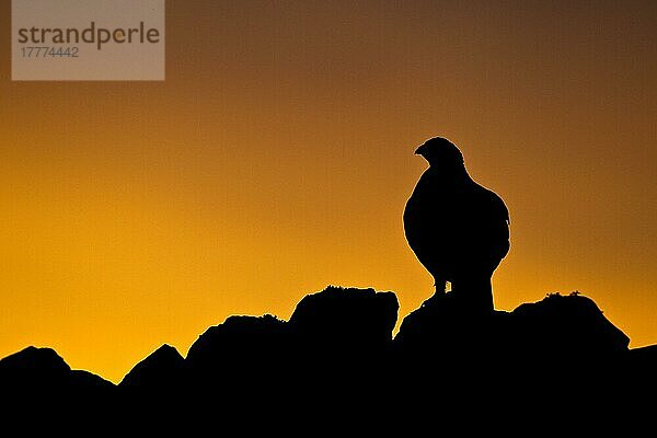 Schottisches Moorschneehuhn  Schottische Moorschneehühner (Lagopus lagopus scoticus)  Schneehuhn  Schneehühner  Hühnervoegel  Raufußhühner  Tiere  Vögel  Red Grouse adult  standing on drystone wall  s