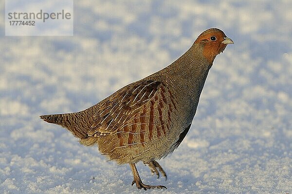 Grey Partridge (Perdix perdix)  erwachsen  auf Schnee laufend  Norfolk  England  Januar