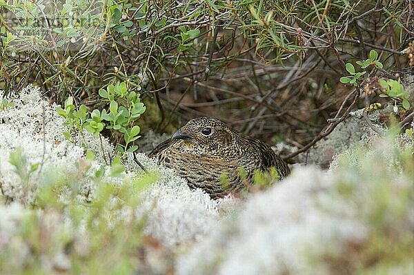 Birkhuhn (Tetrao tetrix)  erwachsenes Weibchen  auf Nest sitzend  Finnland  Europa