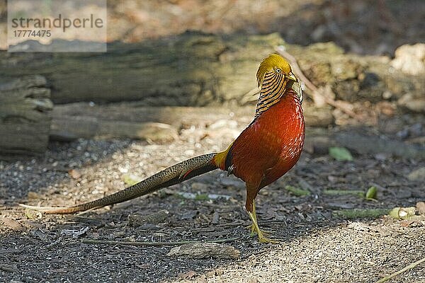 Goldfasan (Chrysolophus pictus) eingeführte Art  erwachsenes Männchen  stehend  Norfolk  England  Großbritannien  Europa