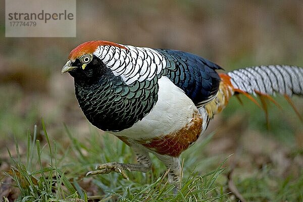 Lady Amherst's Pheasant (Chrysolophus amherstiae) eingeführte Art  erwachsenes Männchen  Norfolk  England  Januar