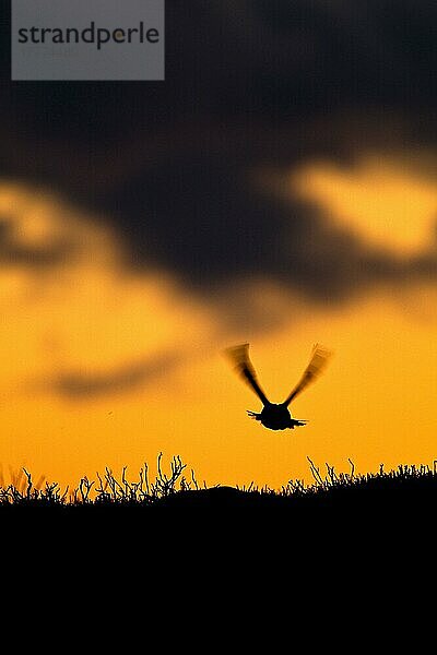 Schottisches Moorschneehuhn  Schottische Moorschneehühner (Lagopus lagopus scoticus)  Schneehuhn  Schneehühner  Hühnervoegel  Raufußhühner  Tiere  Vögel  Red Grouse adult  in flight  Silhouette at su