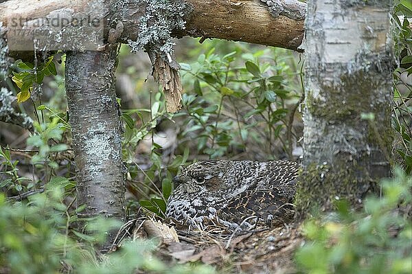 Haselhuhn (Bonasa bonasia)  erwachsenes Weibchen  auf Nest sitzend  Finnland  Europa