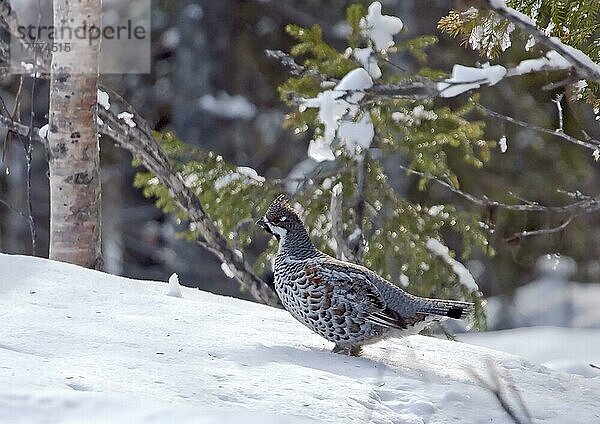 Haselhuhn (Bonasa bonasia) erwachsenes Männchen  stehend im Schnee  Finnland  Mai  Europa