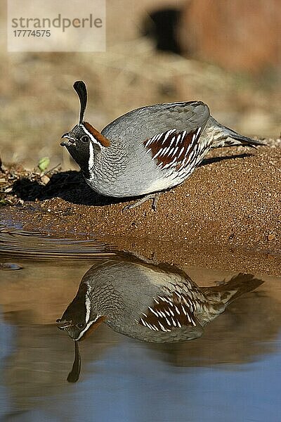 Gambel's Quail (Callipepla gambelii) erwachsenes Männchen  trinkend  Arizona (U.) S. A. Winter