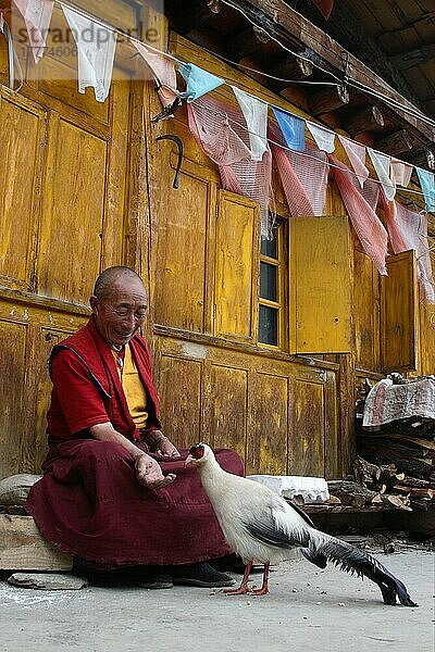Weißer Ohrenphesant (Crossoptilon crossoptilon) erwachsen  wird von tibetischem Mönch im Tempel gefüttert  Maerkang  Sichuan  China  Asien