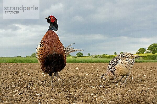 Gewöhnlicher Fasan (Phasianus colchicus)  erwachsenes Paar  stehend im gepflügten Feld  Suffolk  England  Mai