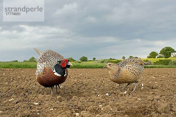 Gewöhnlicher Fasan (Phasianus colchicus)  erwachsenes Paar  stehend im gepflügten Feld  Suffolk  England  Mai