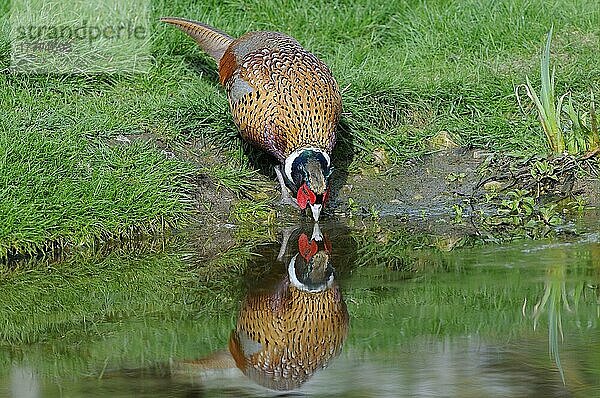 Gewöhnlicher Fasan (Phasianus colchicus)  erwachsenes Männchen  trinkend mit Reflexion  Oxfordshire  England  April