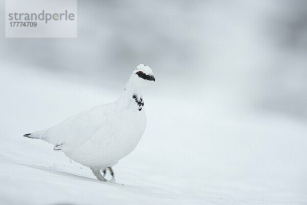 Alpenschneehuhn  Alpenschneehühner (Lagopus muta)  Schneehuhn  Schneehühner  Hühnervoegel  Raufußhühner  Tiere  Vögel  Rock Ptarmigan (Lagopus mutus) ad