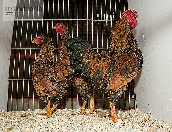 Haushuhn  Blue Laced Wyandotte  Hahn und zwei Hennen  im Käfig stehend  England  Großbritannien  Europa