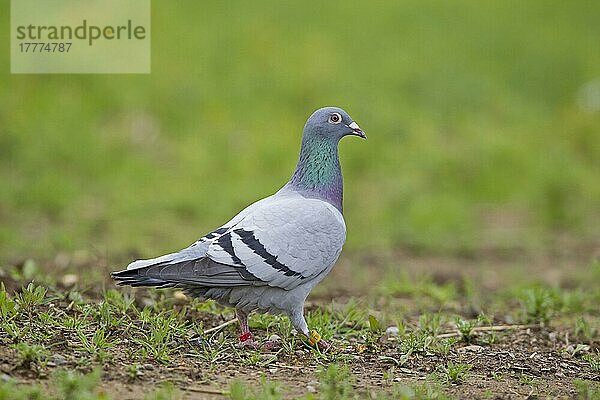 Brieftauben  Haustiere  Nutztiere  Geflügel  Tauben  Tiere  Vögel  Domestic Pigeon  racing pigeon  adult  standing on ground  Suffolk  England  july