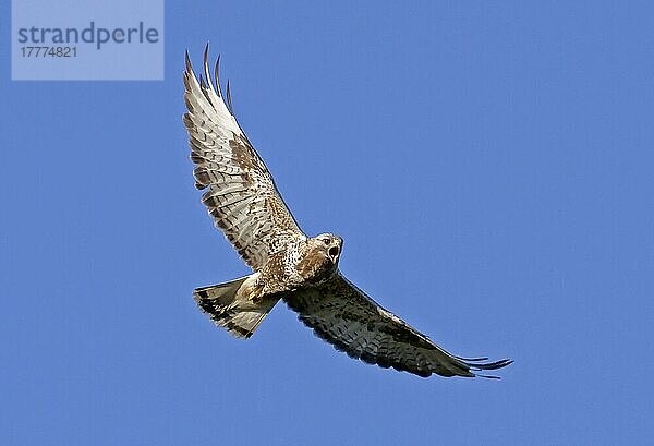 Rauhfußbussard (Buteo lagopus) erwachsenes Männchen  im Flug  rufend  Finnland  Juni  Europa