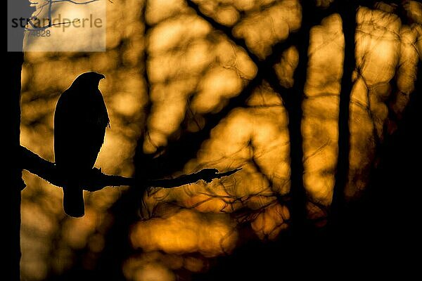 Mäusebussard  Mäusebussarde (Buteo buteo)  Bussard  Bussarde  Greifvögel  Tiere  Vögel  Common Buzzard adult  perched on branch in woodland  Silhouette at sunset  Yorkshire  England  november (captive)