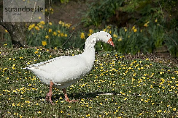 Hausgans  weiße erwachsene Gans  spaziert zwischen Frühlingsblumen  England  April