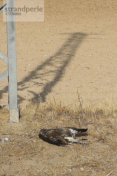 Mäusebussard (Buteo buteo)  erwachsen  tot nach Kollision mit Freileitungen  Spanien  Europa