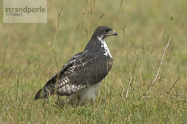 Schneckenbussard (Buteo Augur)  Erwachsener  Ngoronogoro-Krater  Tansania  Afrika