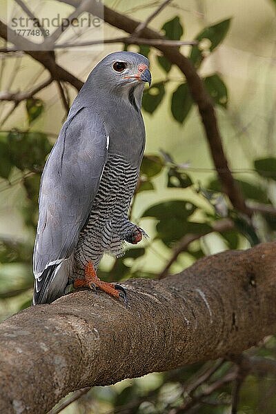 Eidechsenbussard (Kaupifalco monogrammicus) erwachsen  auf einem Ast sitzend  Gambia  Januar  Afrika