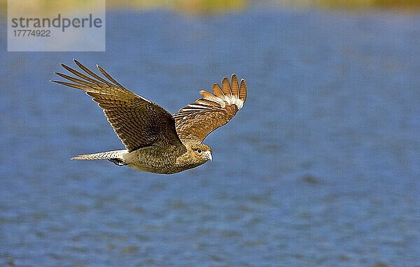 Chimango Caracara (Milvago-Chimango) erwachsen  im Flug über Wasser  Feuerland N. P. Argentinien