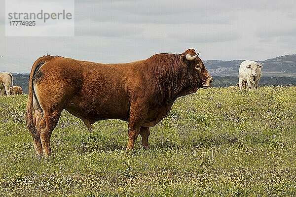 Limousin-Bulle mit Charolais-Kuh im Rücken  Extremadura  Spanien  Europa
