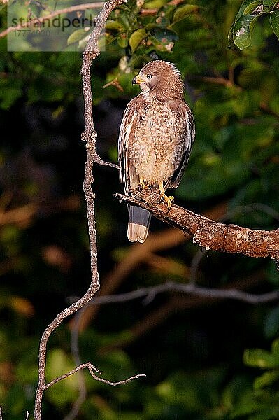 Weißaugenbussard (Butastur teesa) erwachsen  auf einem Ast sitzend  Gujarat  Indien  November  Asien